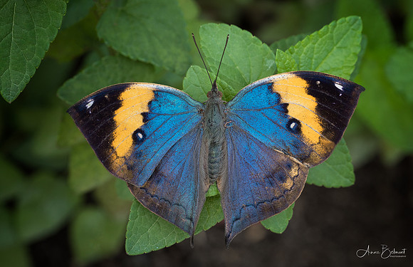 Dead Leaf Butterfly