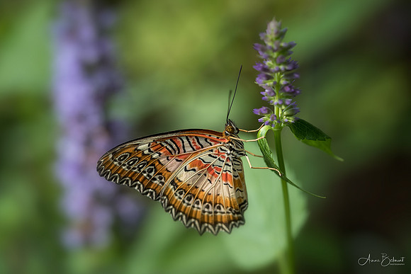 Red Lacewing