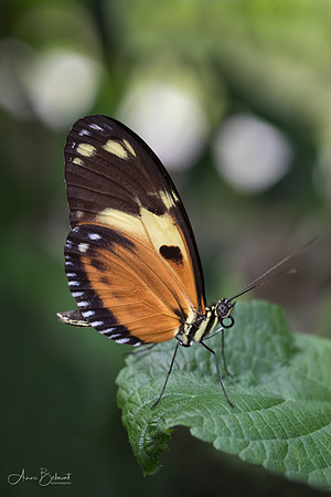 Tiger Longwing