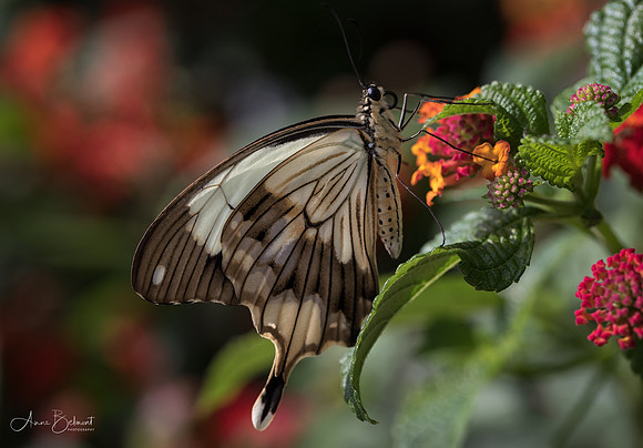 Mocker Swallowtail