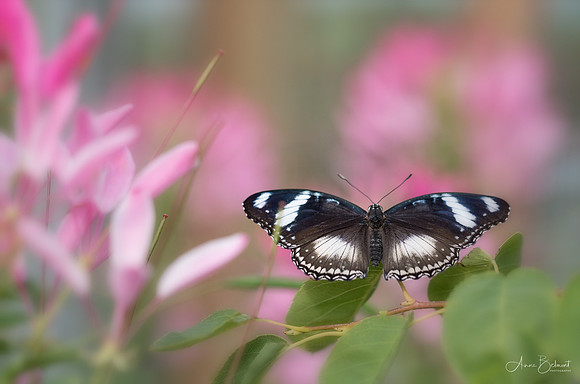 Great Eggfly