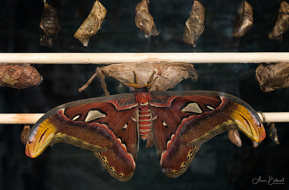 Atlas Moth Emerged from Pupa