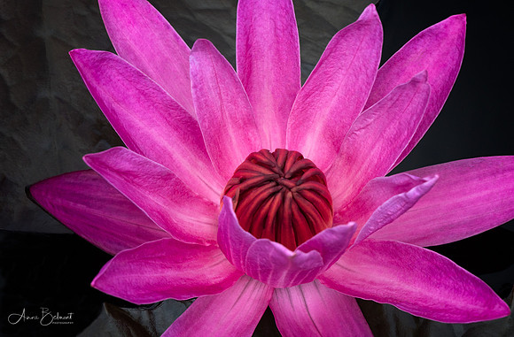 Waterlily