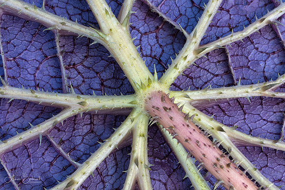 Underside of a Waterlily Pad