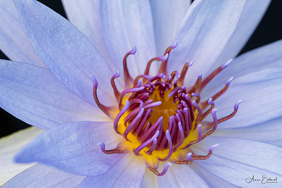 Waterlily