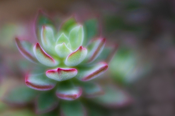 Red Velvet Echeveria