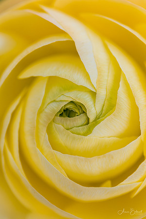 Persian Buttercup