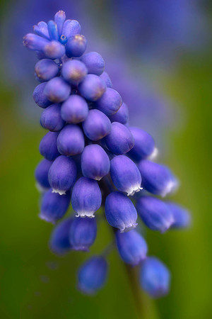 Grape Hyacinth