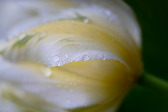 Tulip of Copenhagen