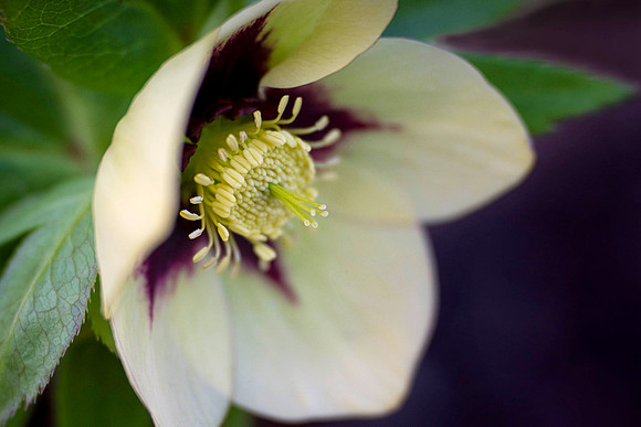 Hellebore