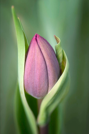 Tulip Curl