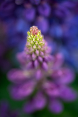 Lupine Close-Up