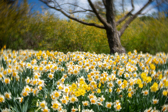 Daffodils in the English Oak Meadow