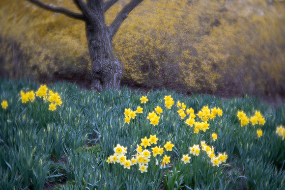 Daffodils in the English Oak Meadow