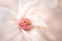 Merrill Magnolia
