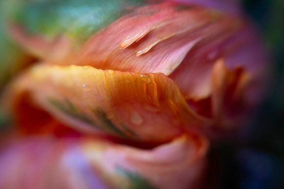 Tulip Abstract
