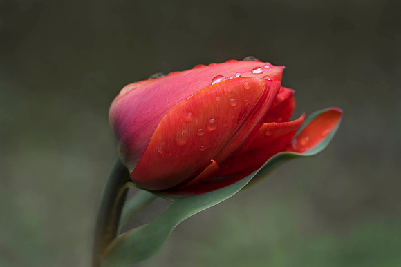 Resting Tulip
