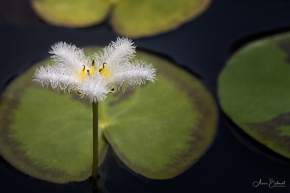 Tiny Waterlily