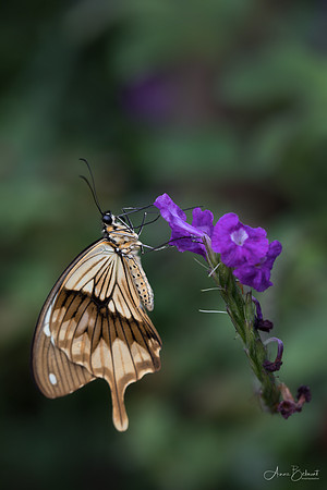 Mocker Swallowtail