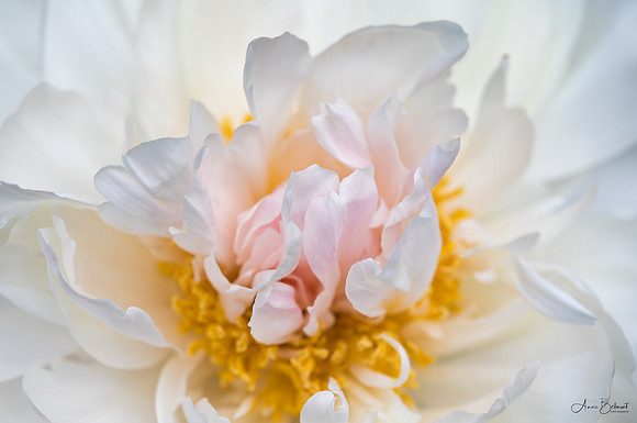 Peony