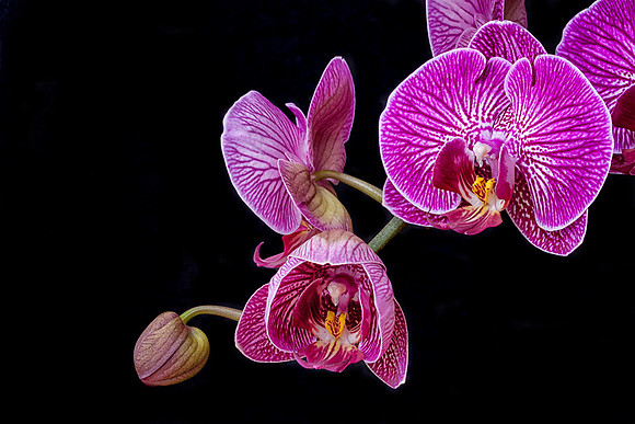 Phalaenopsis #4