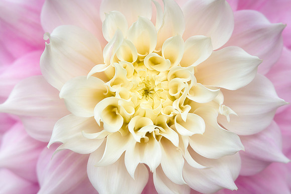 Dahlia 'Gitts Perfection'