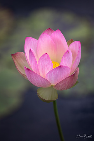 Opening Lotus