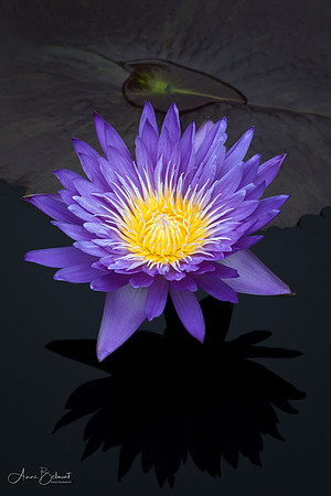 Jewel of the Water