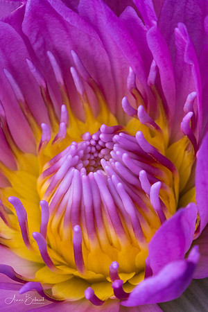 Details of the Waterlily
