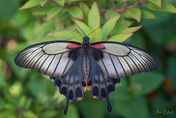 Great Yellow Mormon