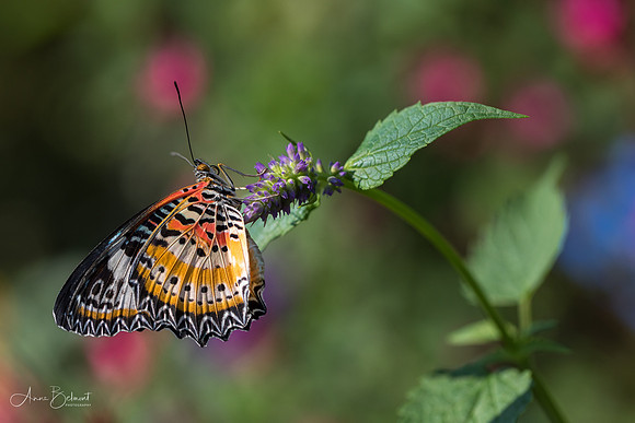Lacewing