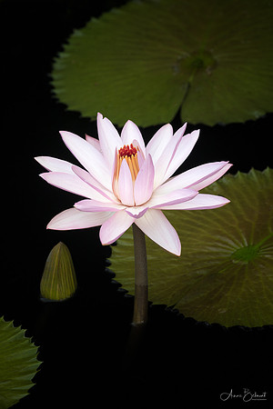 'Texas Shell Pink' Waterlily - Longwood Gardens