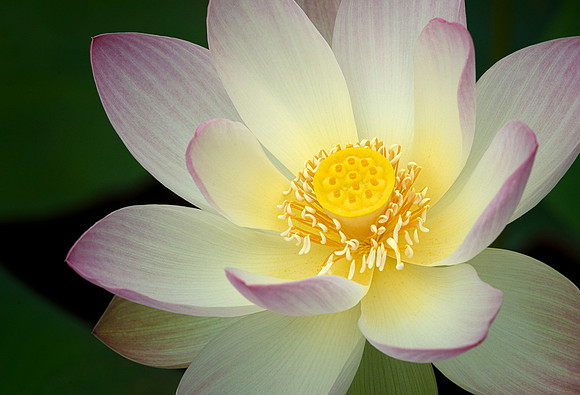 Lotus 'Beautiful Dancer'