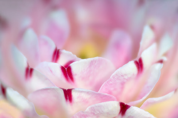 Tulipa 'Danceline'