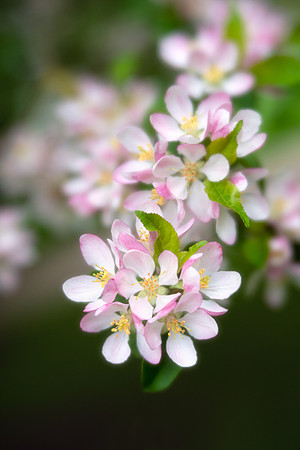Crabapples in Bloom in Copenhagen