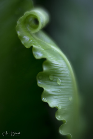Bird's Nest Fern with Water Drops