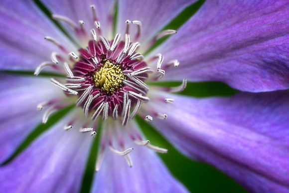 Clematis