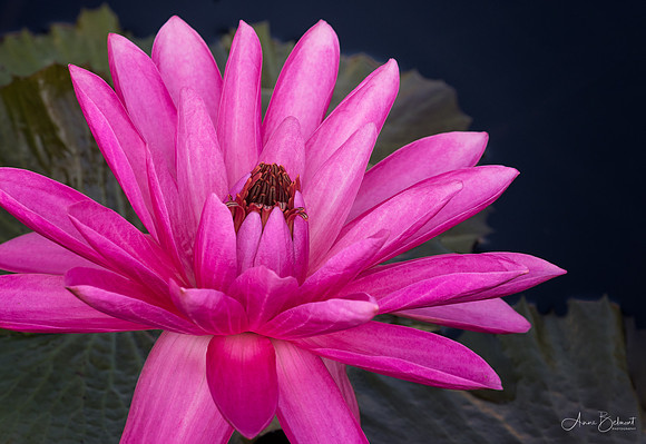 'Emily Grant Hutchings' Night Flowering Waterlily