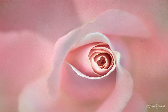 Heart of the Rose