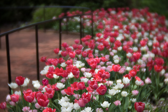 Tulip Path
