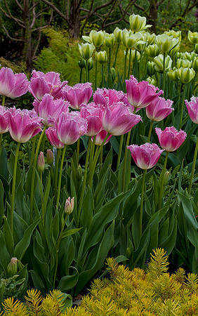 Pink 'Swan Wings' Fringed Tulips in the Sensory Garden