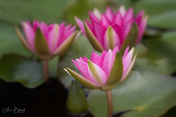 Trio of Waterlilies