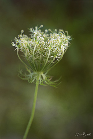 Queen Anne's Lace