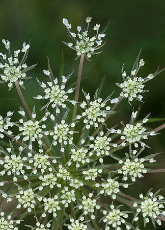 Queen Anne's Lace Close-Up