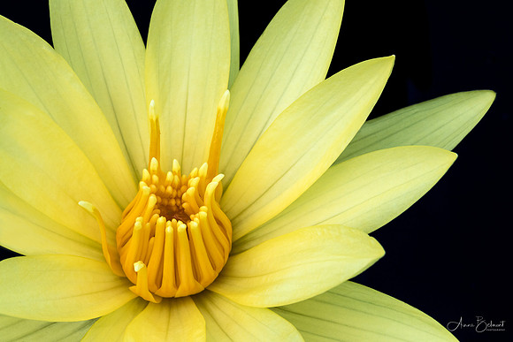Waterlily