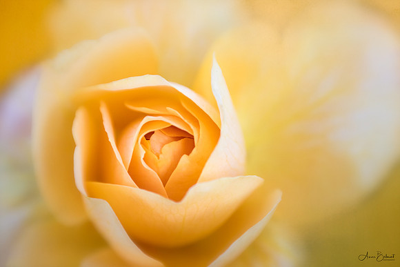 Rose in Golden Light