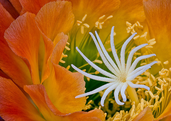 'Apricot Glow' Cactus Flower