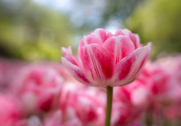 Tulips 'Angelique'