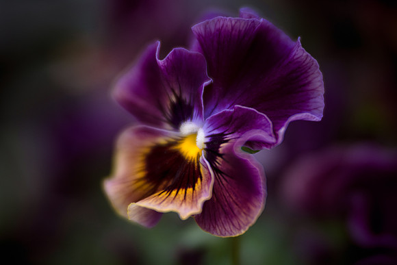 Viola 'Frizzle Sizzle'