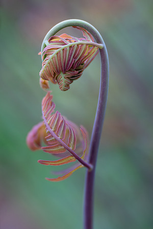 Royal Fern